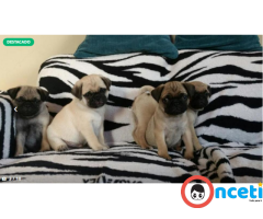 A La Venta Pug Carlino Cachorros Linea Argentina