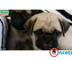 A La Venta Pug Carlino Cachorros Linea Argentina